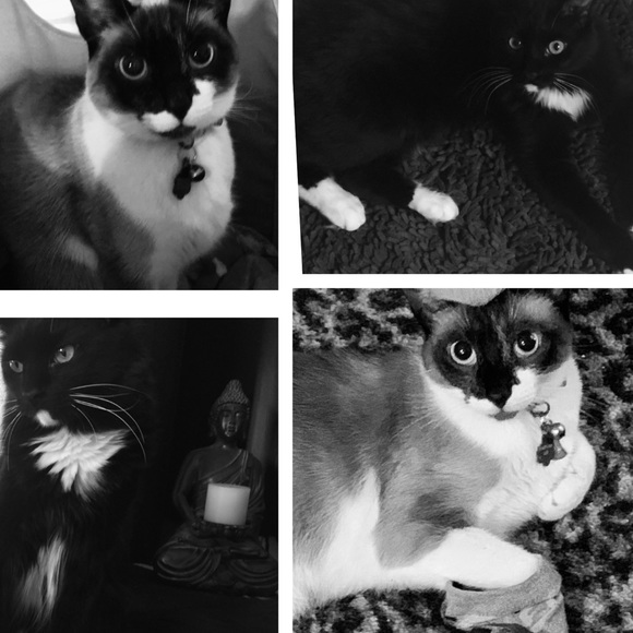 CRAZY CAT LADY FOR LIFE! 🐈🐈🐈🐈 - Picture 7 of 8